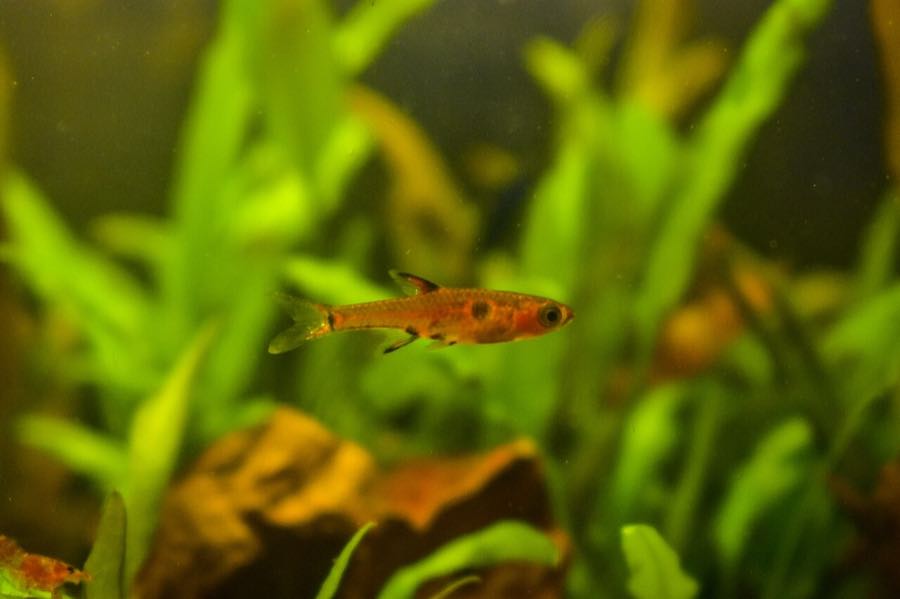 Dwarf rasbora