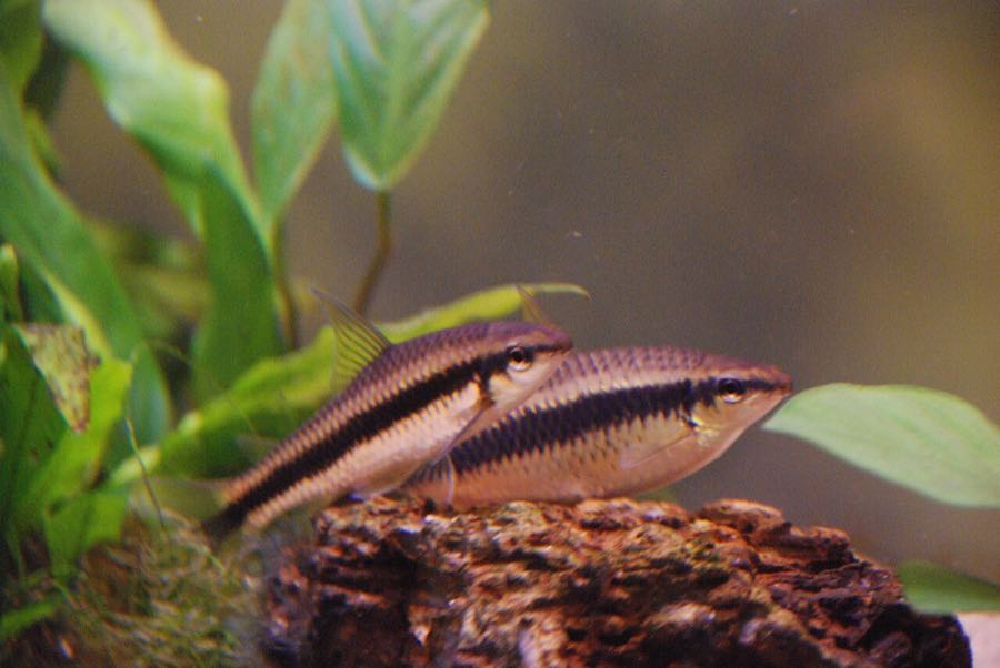 Siamese algae eater