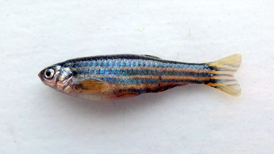 Zebra danio