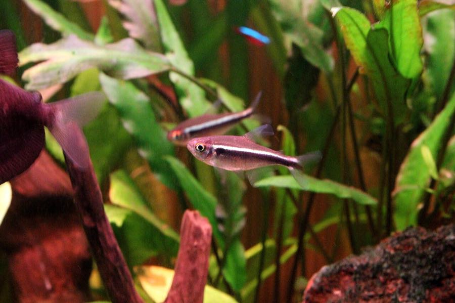Black neon tetra