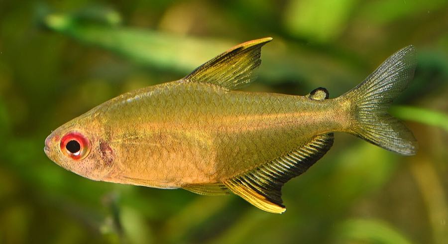Lemon tetra