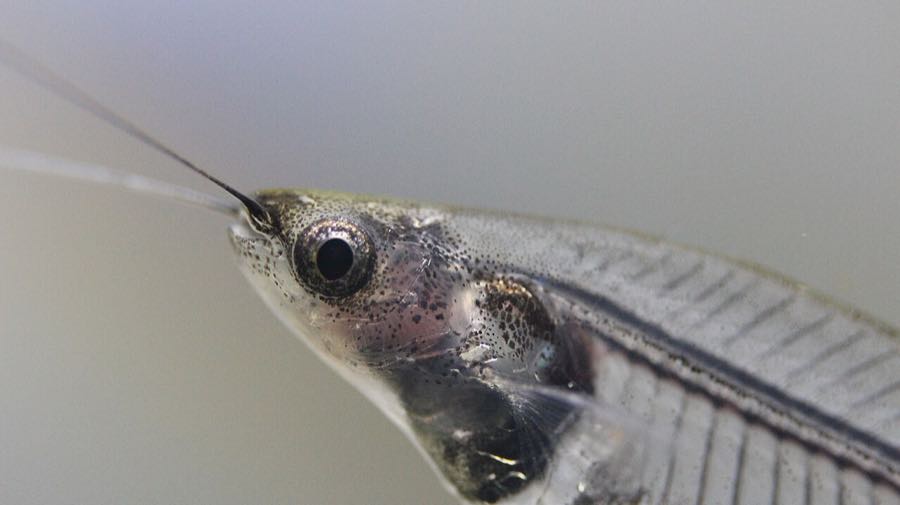 Glass catfish