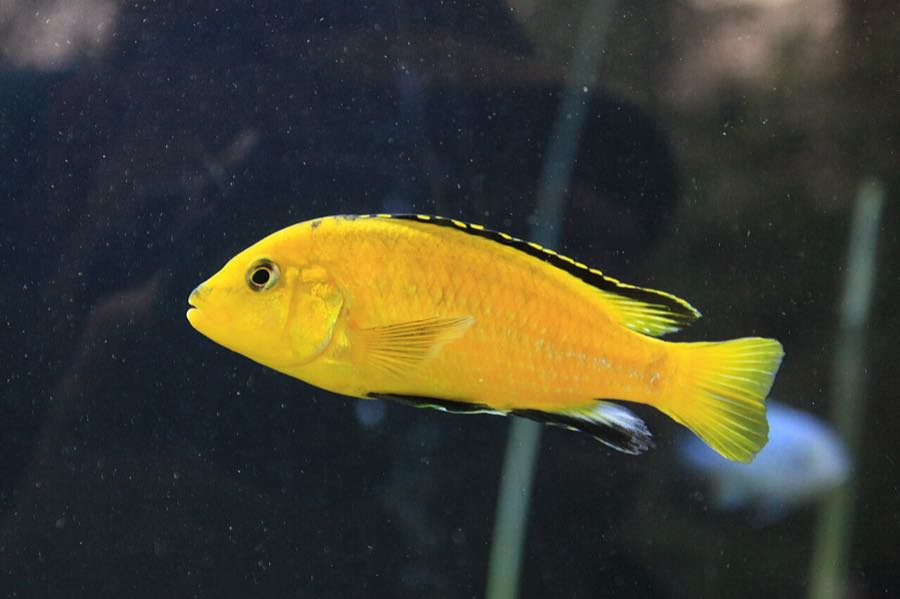 Electric yellow lab