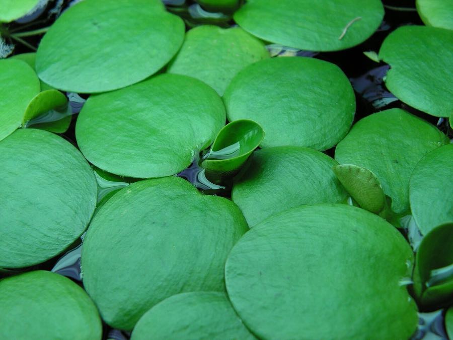 Amazon frogbit