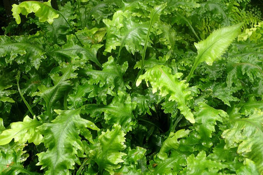 Java fern