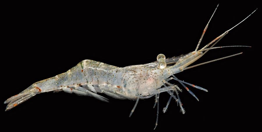 Ghost shrimp