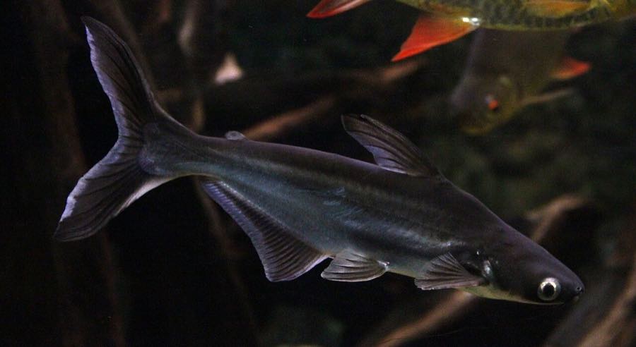 Iridescent shark