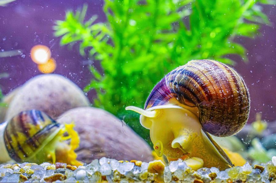 Mystery snail