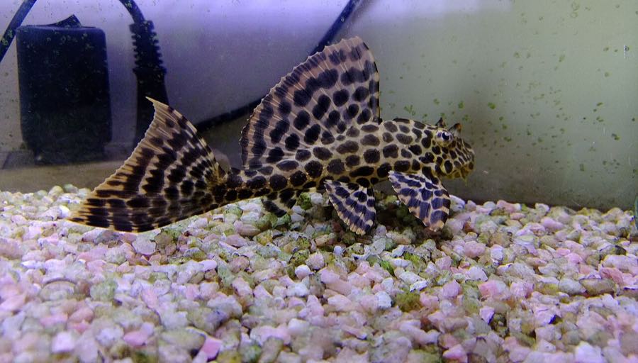 Common pleco