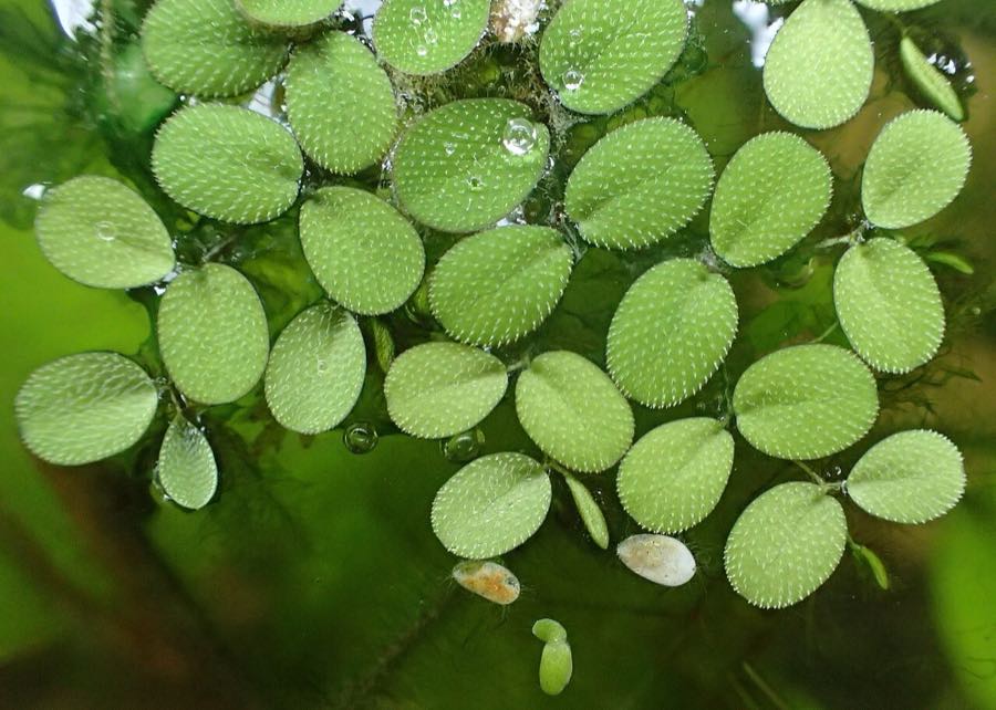 Water spangles