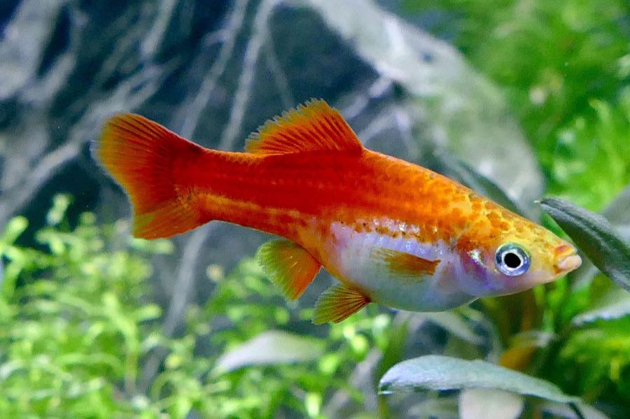 Swordtail